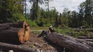 How Our Tree Care Process Works  in  Shadybrook, TX