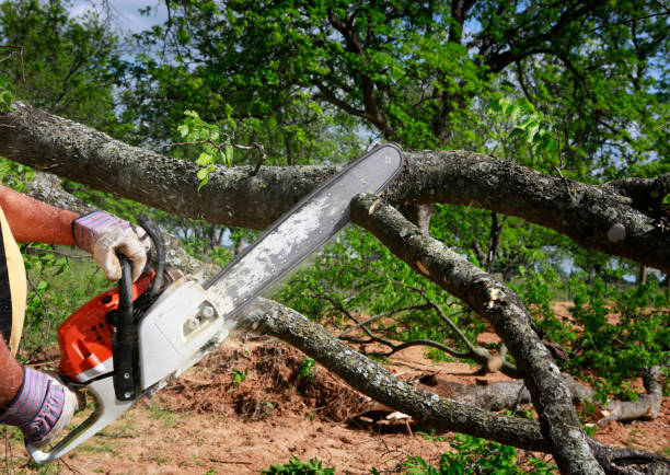 Trusted Shadybrook, TX Tree Care Services Experts